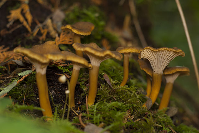 Cantharellus lutescens 0